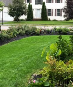 🌱Evergreen Dwarf Grass Seed For Four Season Lawns🌱